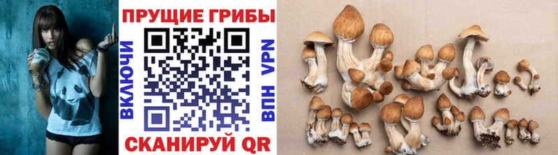 Псилоцибиновые грибы Psilocybe  Любань 